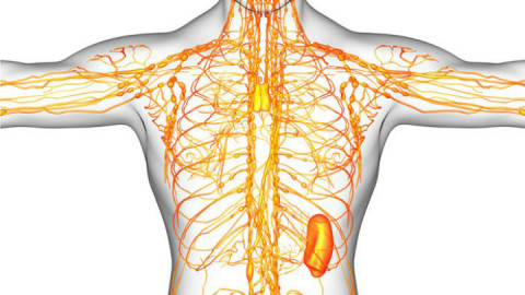El sistema linfático, el sistema que limpia y defiende nuestro cuerpo