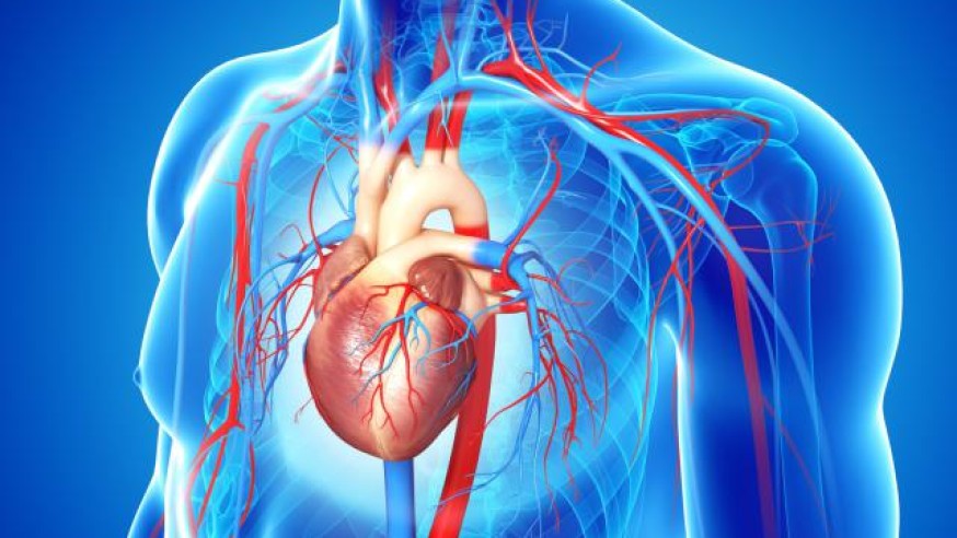 El Sistema Circulatorio Y Como Se Reparten Los Nutrientes Por